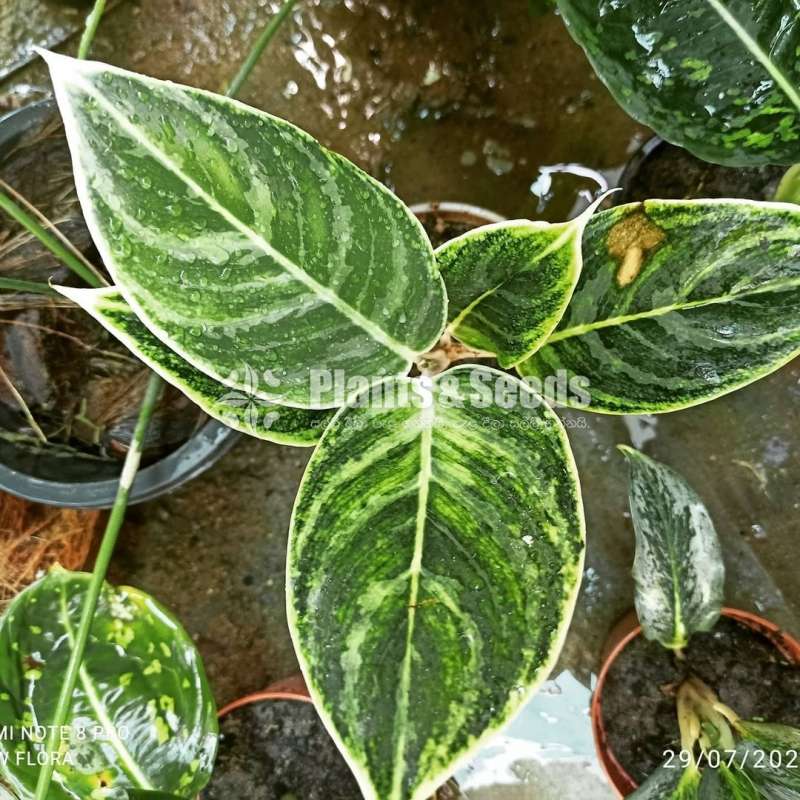 Aglaonema  Plants