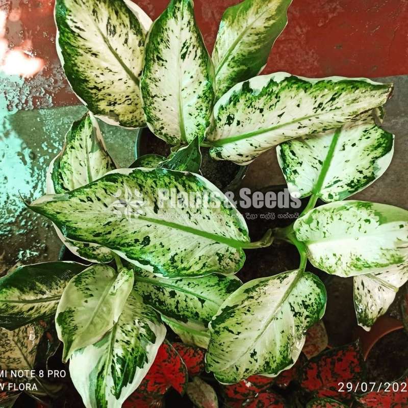 Aglaonema  Plants