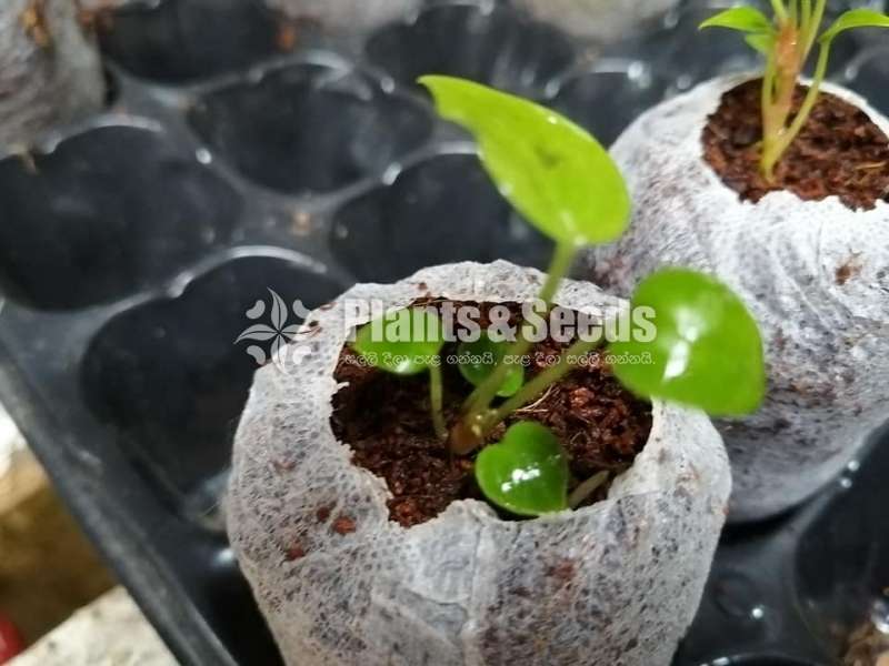 Bankok Seed Anthurium