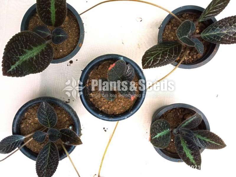 Episcia