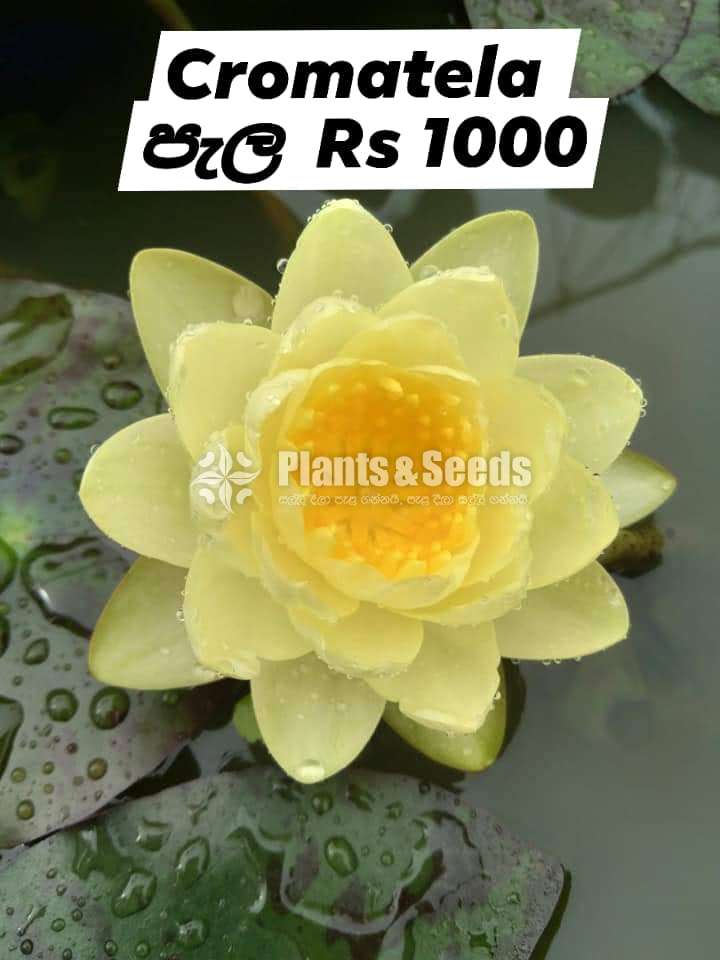 Hardy WaterLily Collection