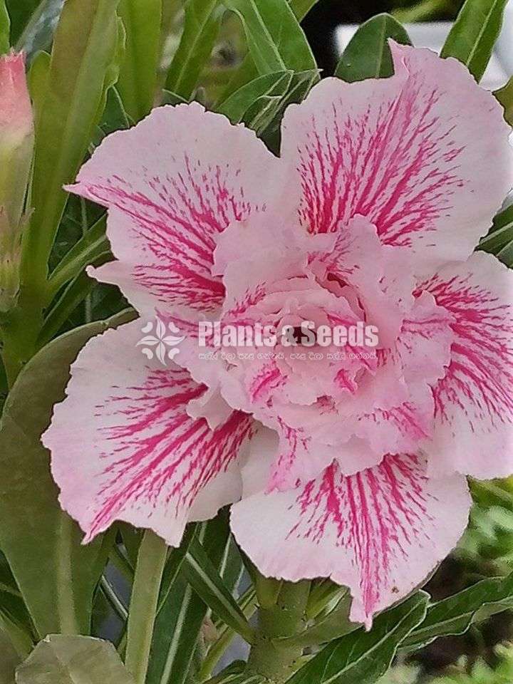 Adenium (Dessert Rose)