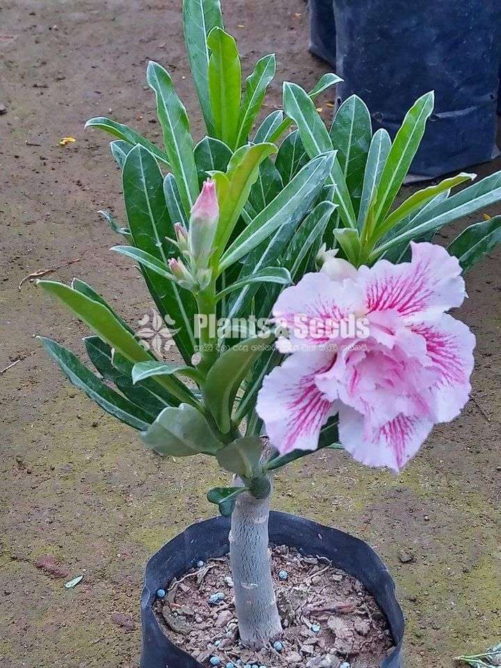 Adenium (Dessert Rose)