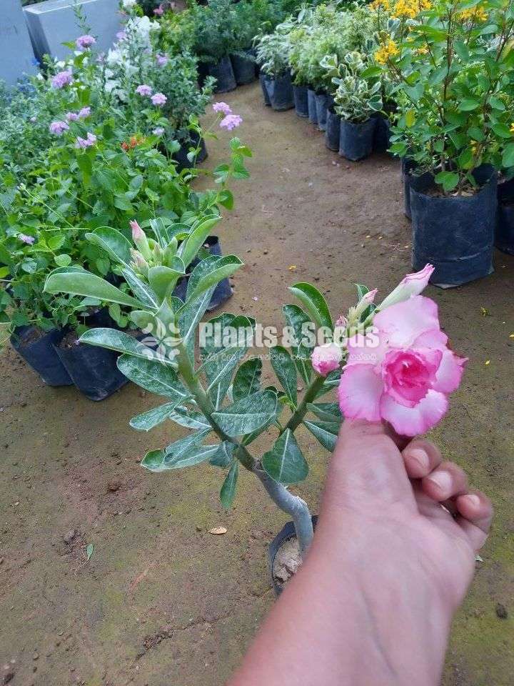 Adenium (Dessert Rose)