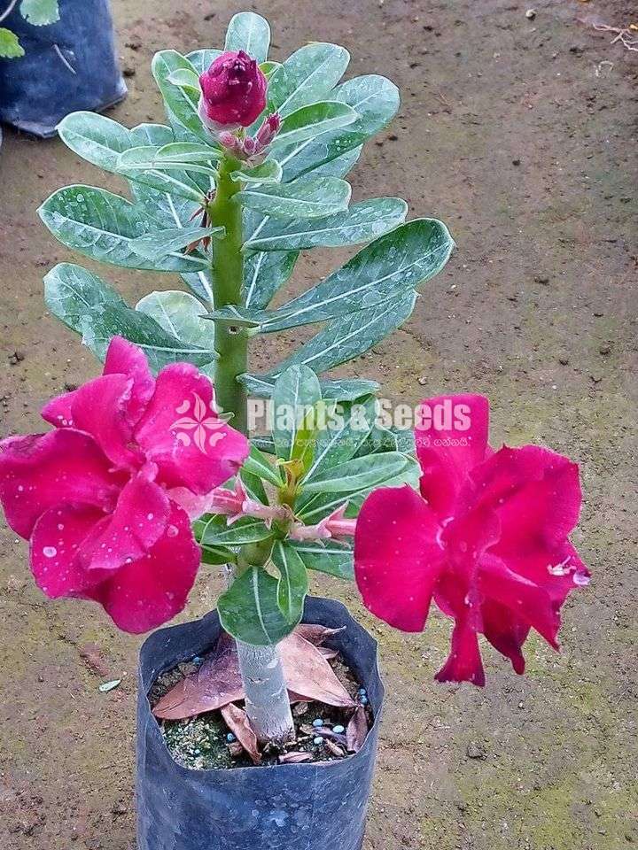 Adenium (Dessert Rose)