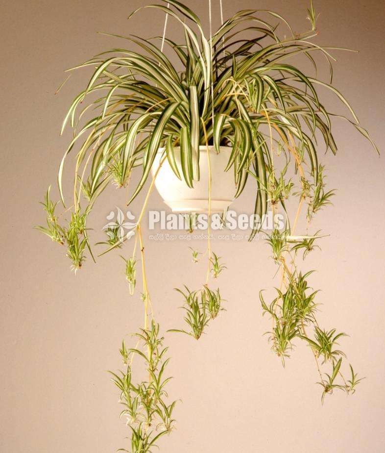 Spider Plant