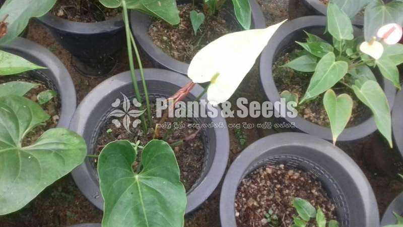 Anthurium-Lady Jane 