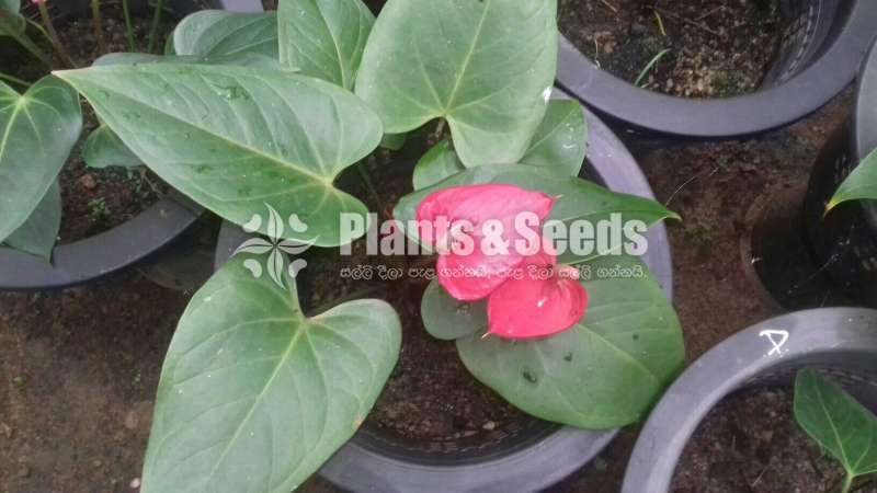 Anthurium-Lady Jane 