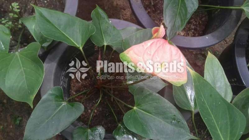 Anthurium-Lady Jane 