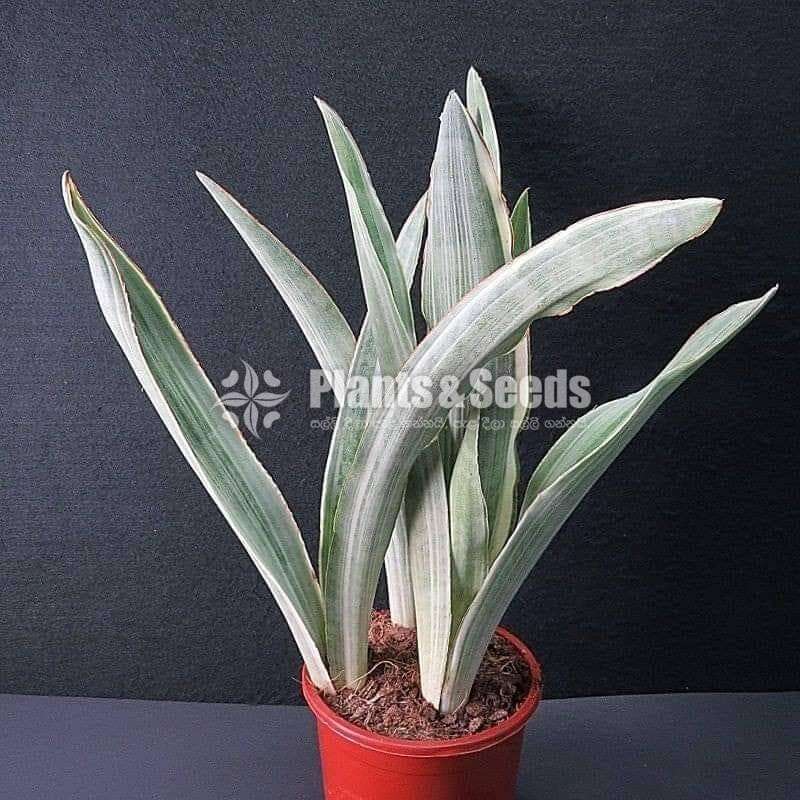 White Sansevieria