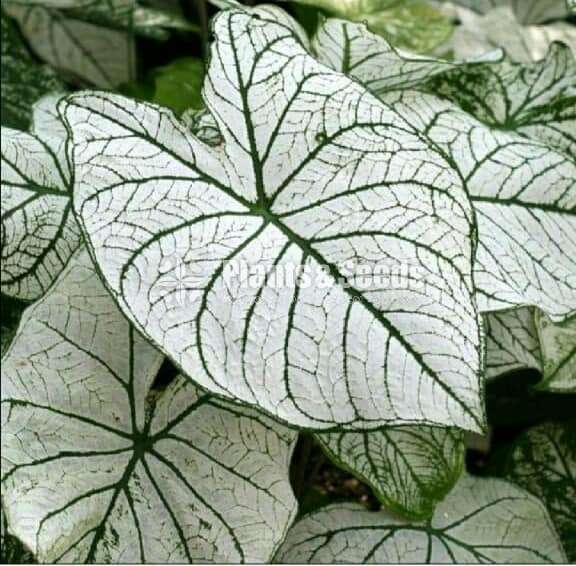 Caladium Collection