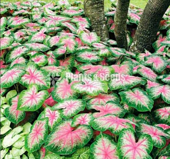 Caladium Collection