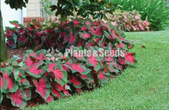 Caladium Collection