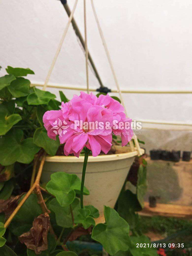 Geranium (ජෙරේනියම්)