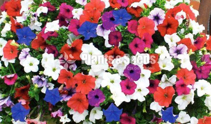 Petunia Plants