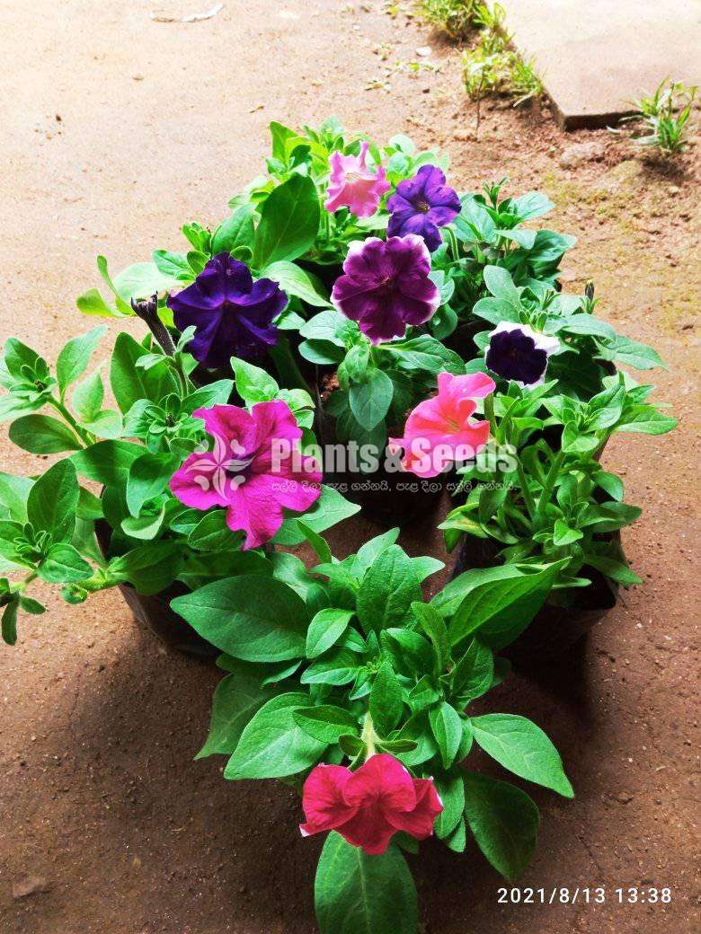 Petunia Plants