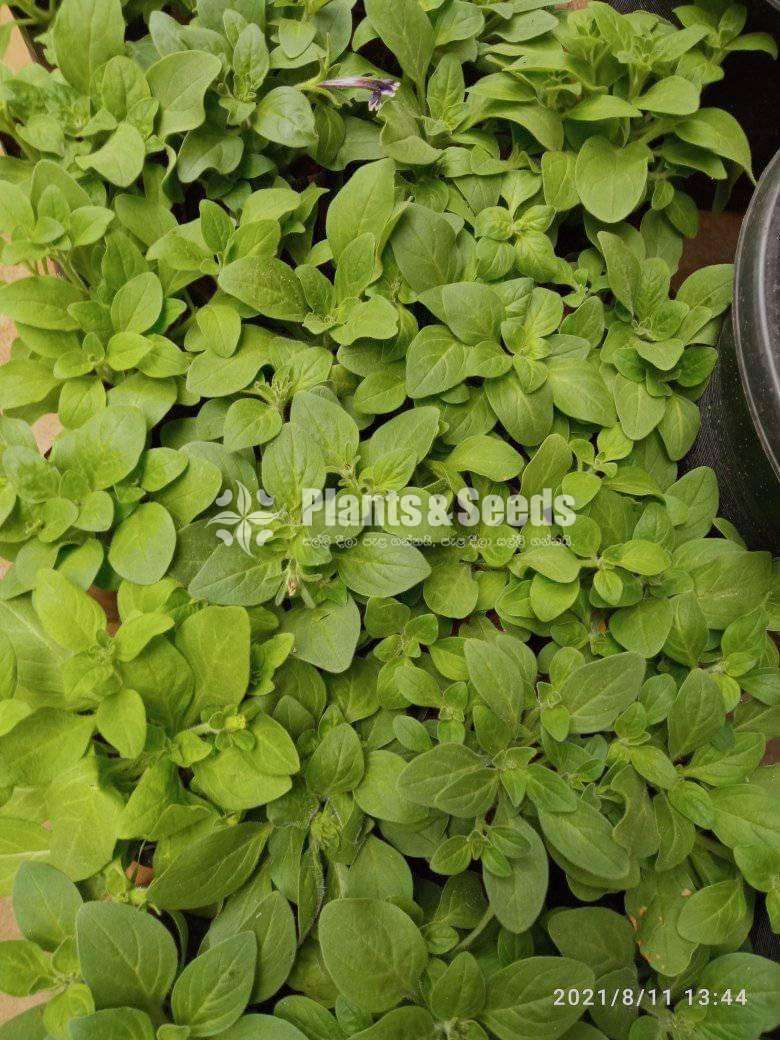 Petunia Plants