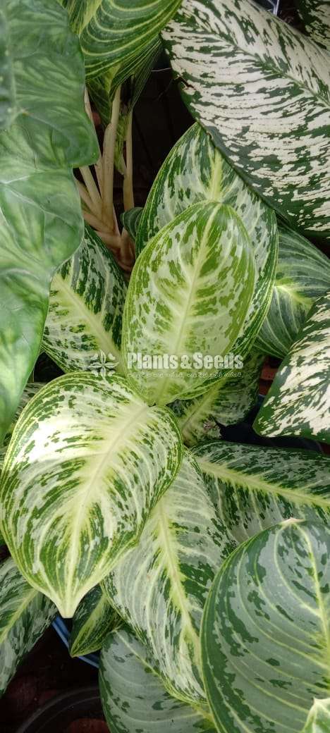 Aglaonema Plants Collection