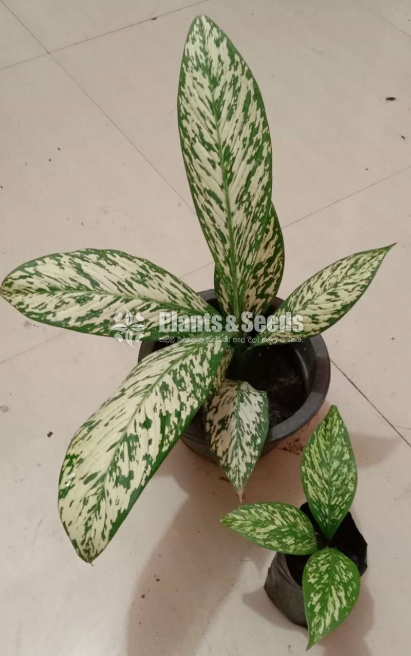 Aglaonema Plants Collection