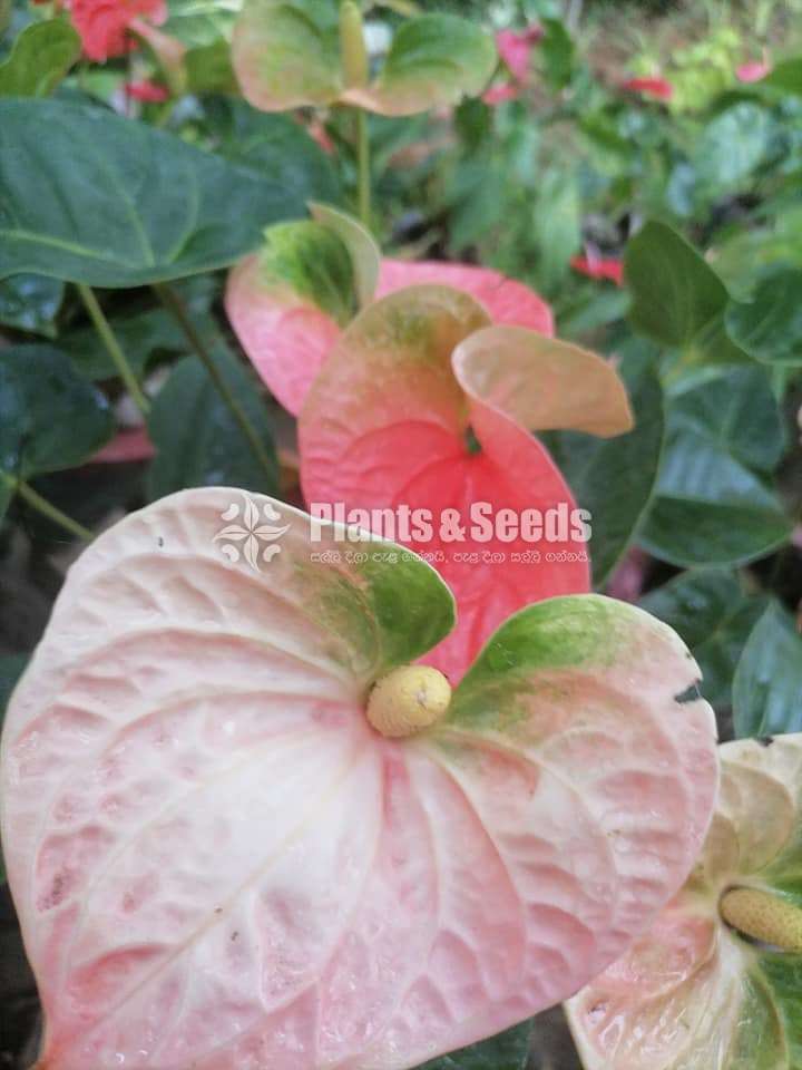 Local Anthurium ( දේශීය ඇන්තුරියම්)