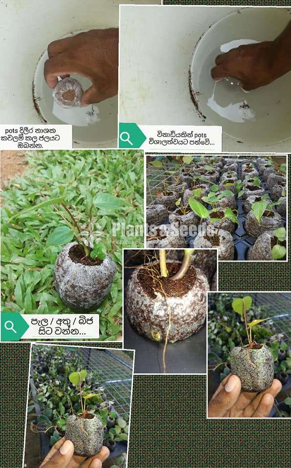 Kohubath Pots (Coco peat)