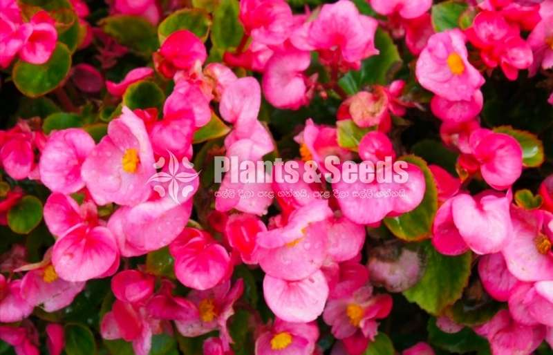 Begonia (බිගෝනියා ) 5 pots package