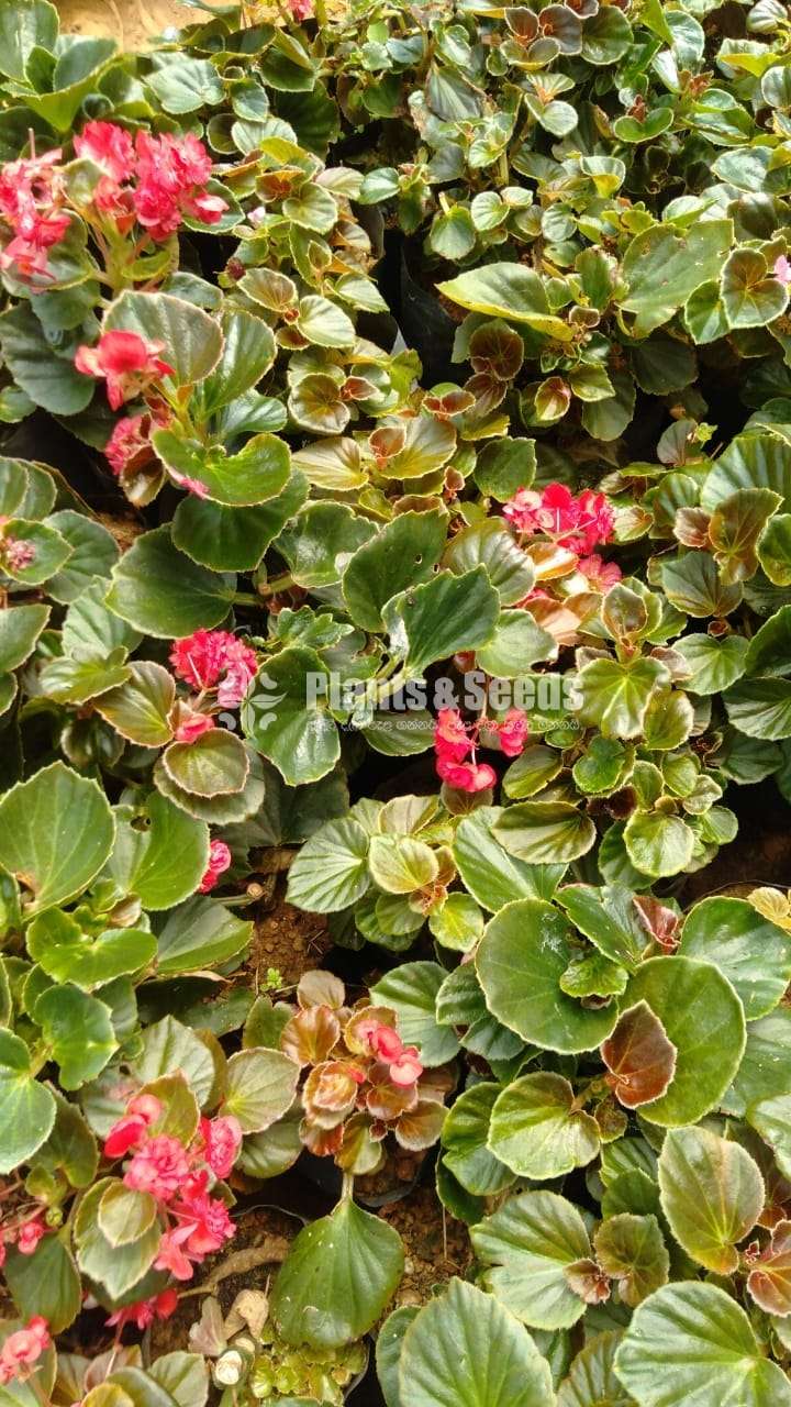 Begonia (බිගෝනියා ) 5 pots package