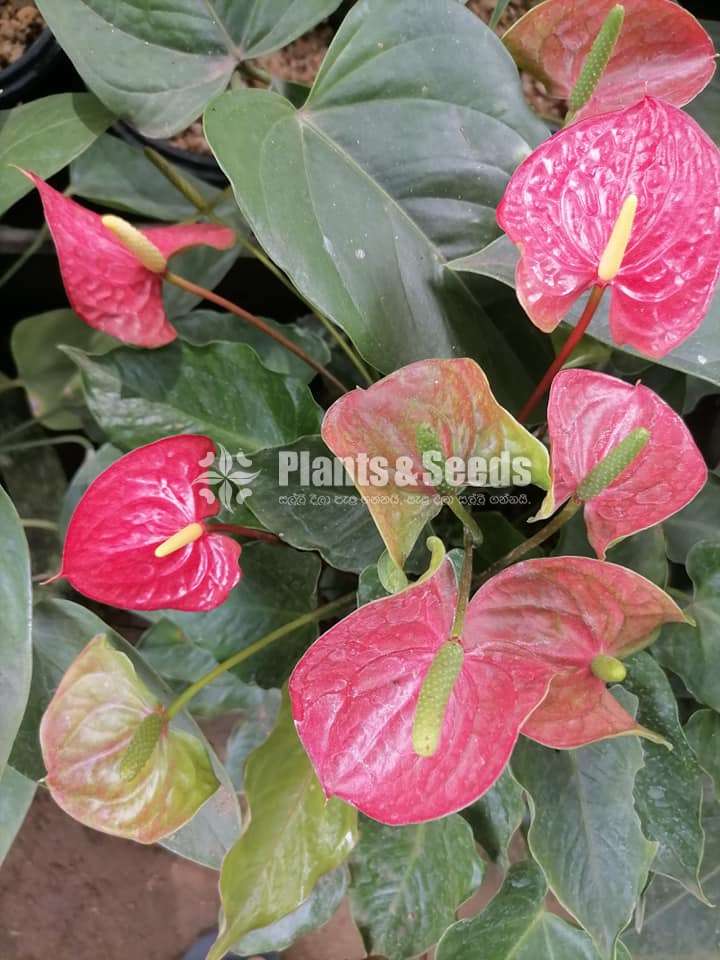 Anthurium Red Champion