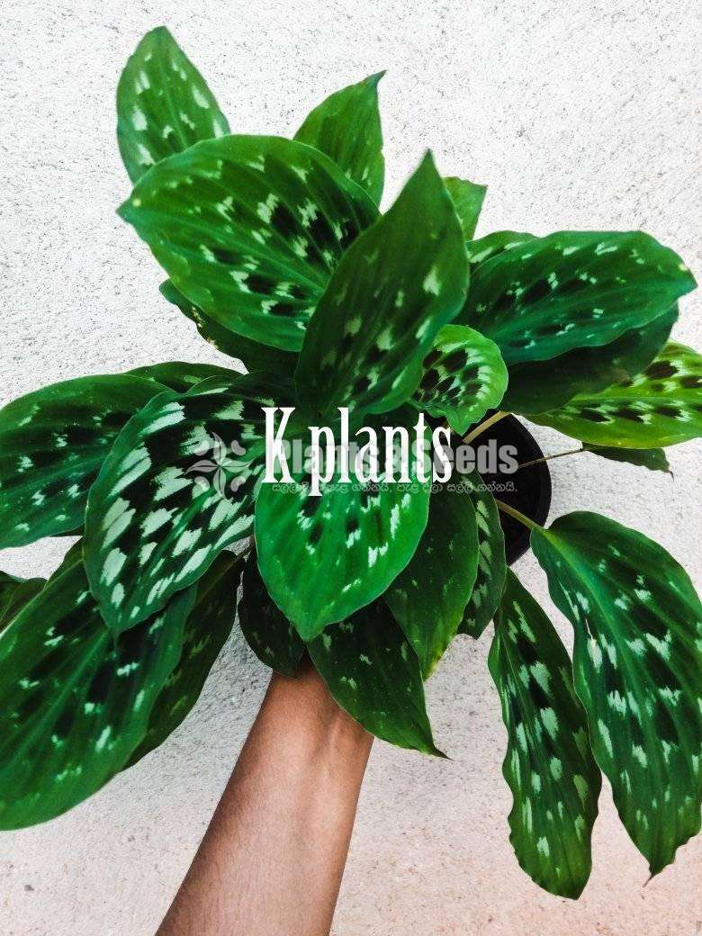 Calathea Merak (Peacock)