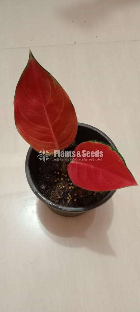 Aglaonema Red