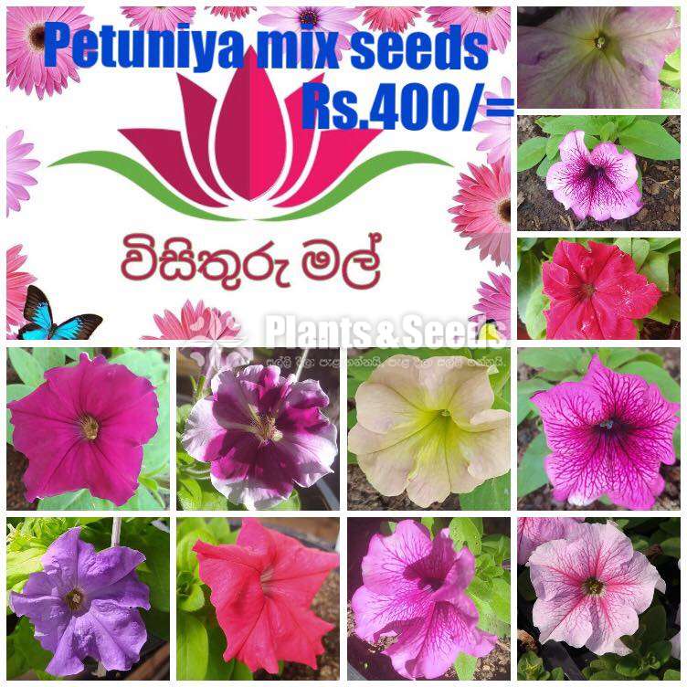 Petunia Seeds