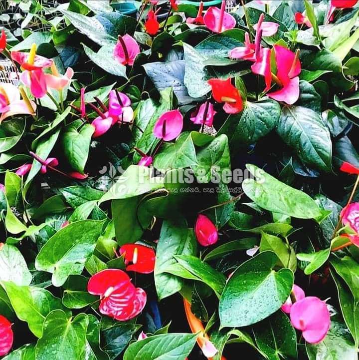 Lady Jane Anthurium (ලේඩි ජේන් )-Packages