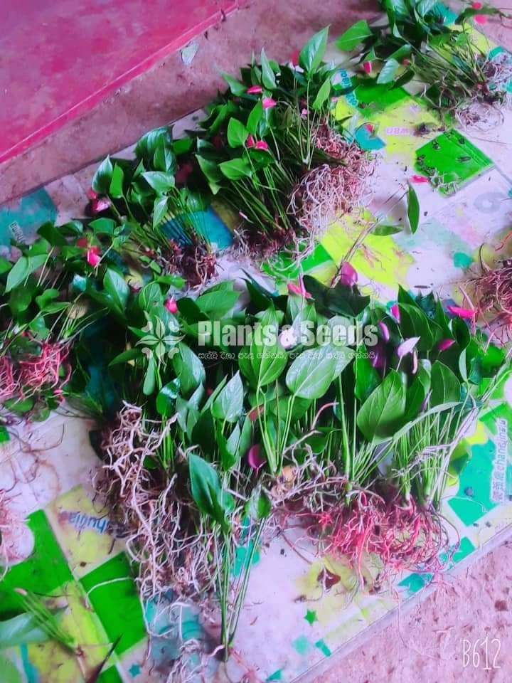 Lady Jane Anthurium (ලේඩි ජේන් )-Packages