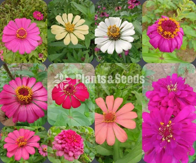 Zinnias Seeds