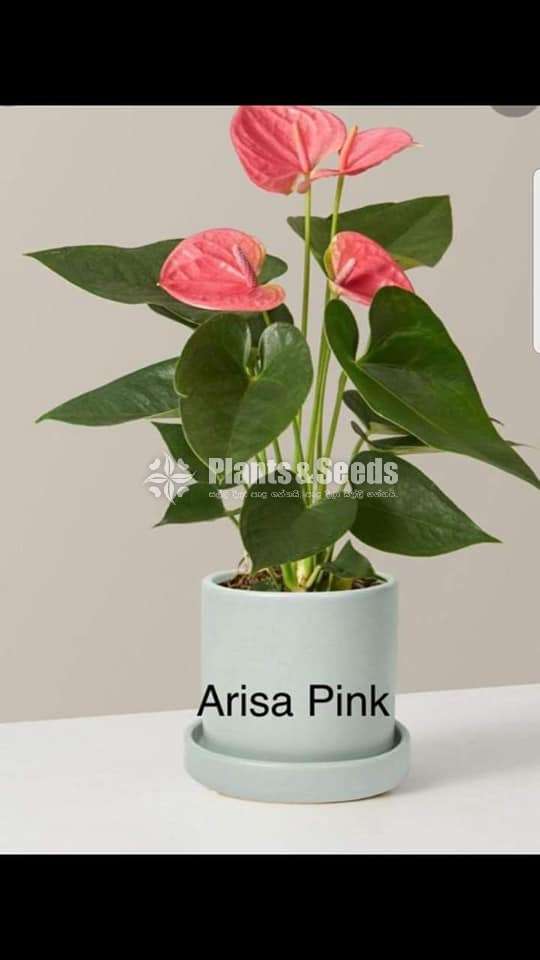 Anthurium-Netherland-Package 1