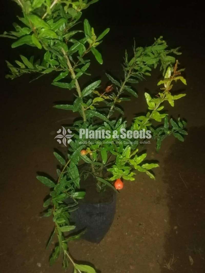 Fruit plant package