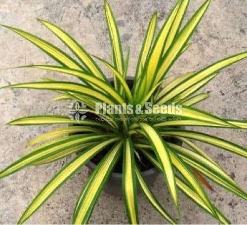 Pandanus  Ribbon plant