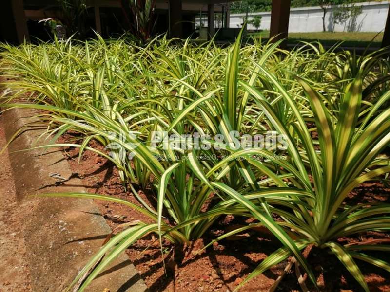 Pandanus  Ribbon plant