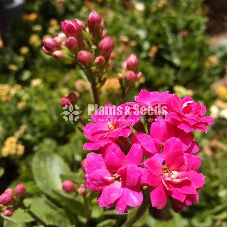 Kalanchoe (Kalanchi)