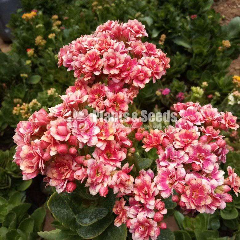 Kalanchoe (Kalanchi)