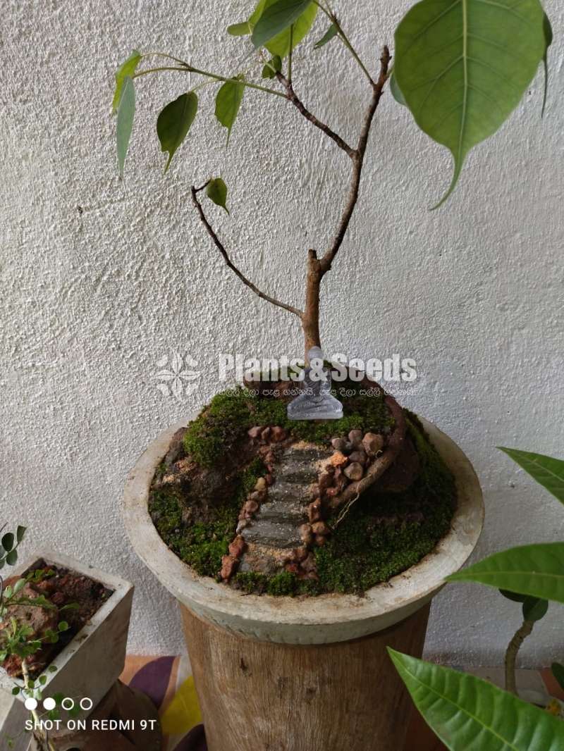 Nuga (Boo) Bonsai