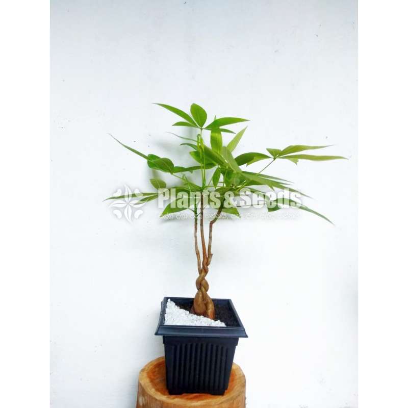 Pachira Money Plant