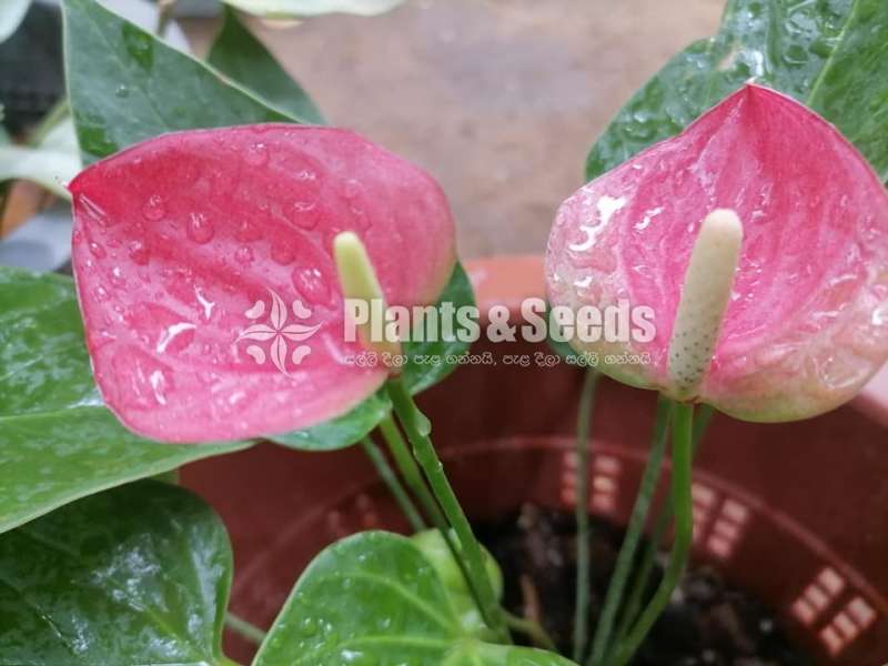 Anthurium Package