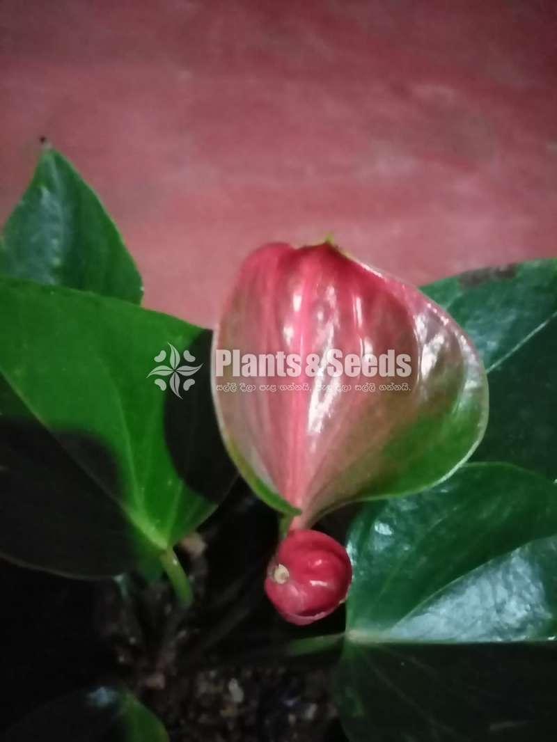 Bankok Seed Anthurium