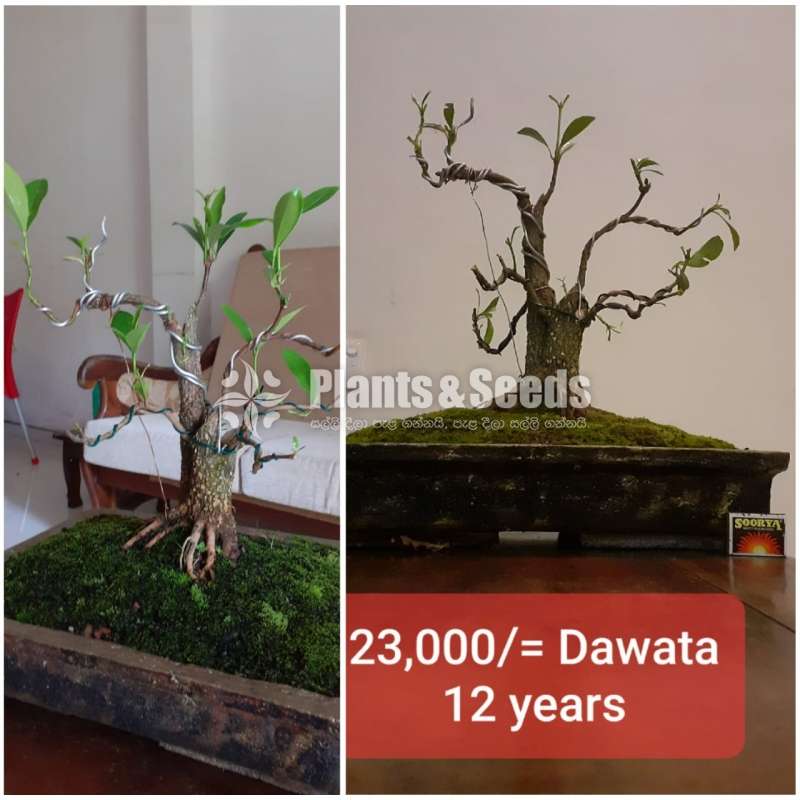 Dawata Bonsai