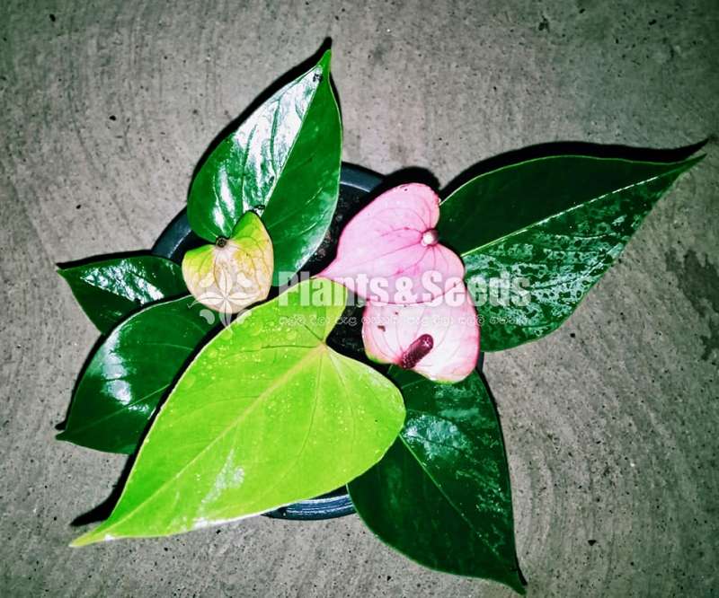 Anthurium Package