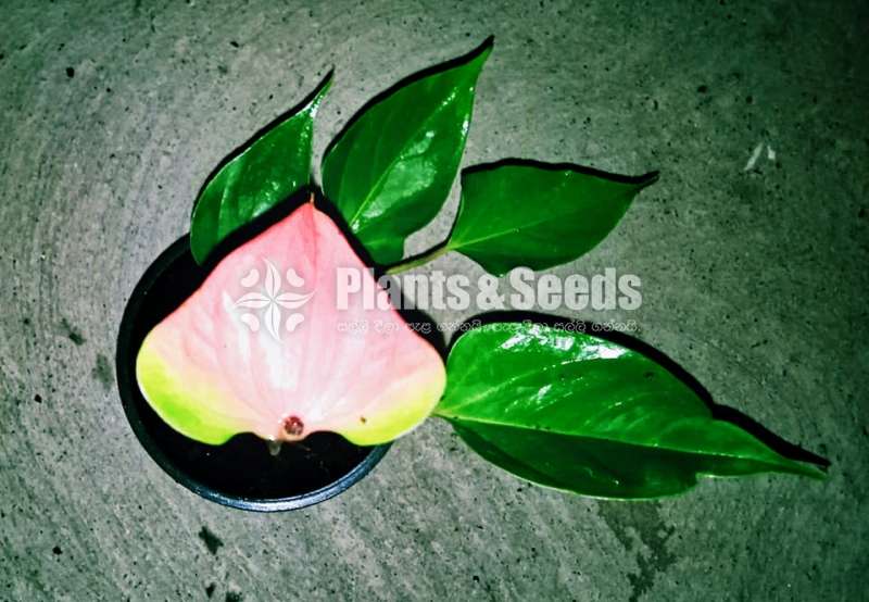 Anthurium Package