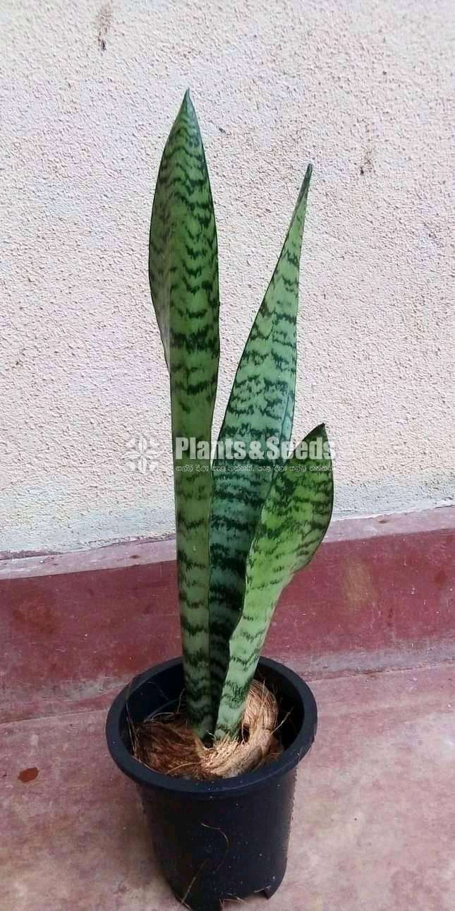 Sansevieria