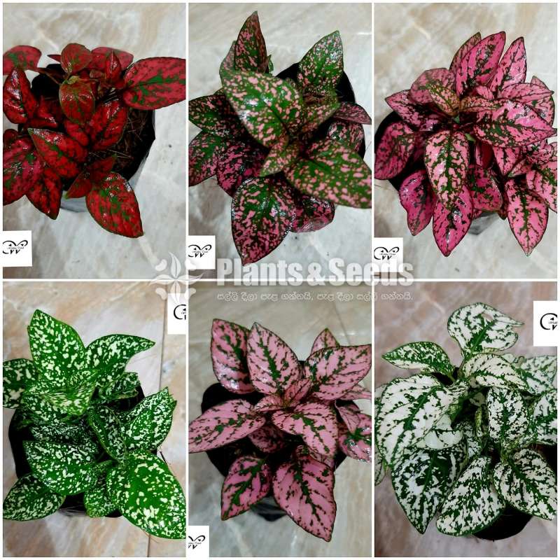 Polka Dot plants package