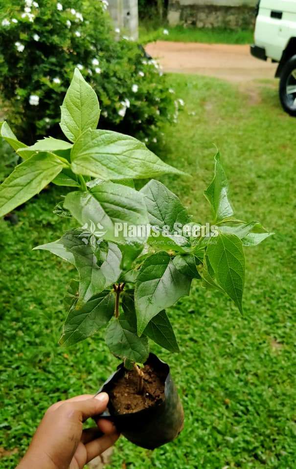 Sepalika Plants (සේපාලිකා )